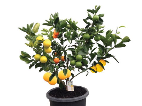 Fruit Salad Tree Company - eAccommodation 3
