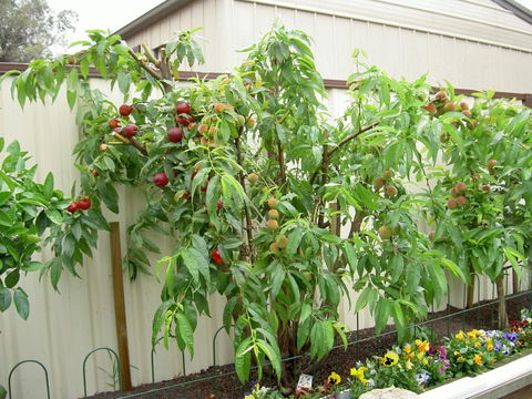 Fruit Salad Tree Company - eAccommodation 4