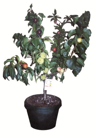 Fruit Salad Tree Company - eAccommodation 5
