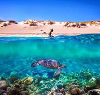 Snorkel the Ningaloo Reef - eAccommodation