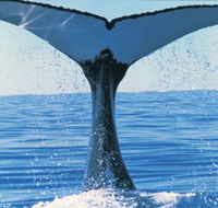 Humpback Whales - eAccommodation