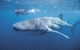 Swim With The Whale Sharks - thumb 0