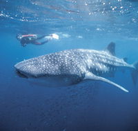 Swim with the Whale Sharks - eAccommodation