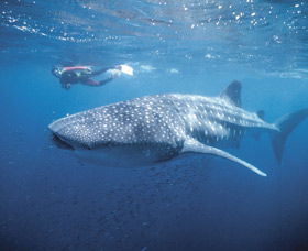Swim With The Whale Sharks - eAccommodation 0