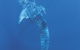 Swim With The Whale Sharks - thumb 1