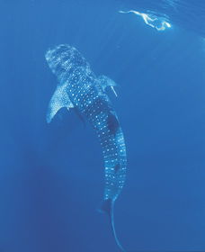 Swim With The Whale Sharks - eAccommodation 1