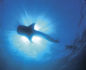 Swim With The Whale Sharks - eAccommodation 2