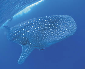 Swim With The Whale Sharks - eAccommodation 3
