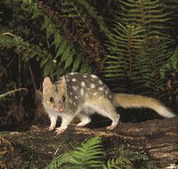 Tarkine Forest Reserve - eAccommodation