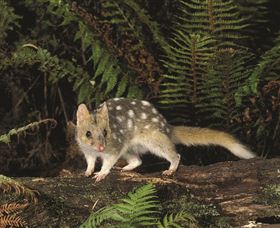 Tarkine Forest Reserve - eAccommodation 0