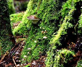 Philosopher Falls - eAccommodation 3
