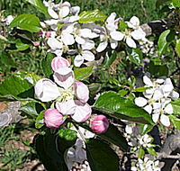 Avro Park Orchards - eAccommodation