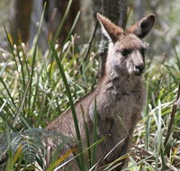 Blue Mountains Guides - eAccommodation