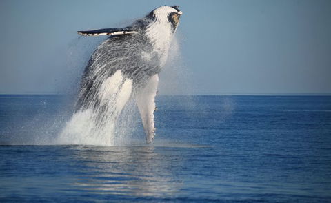 Absolute Ocean Charters - eAccommodation 9