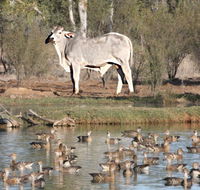 Natural Encounters Trail - eAccommodation