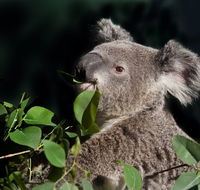 Koala Transfers - eAccommodation