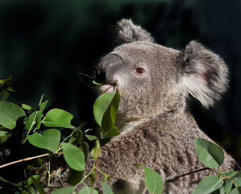Koala Transfers - eAccommodation 0
