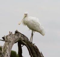 Melbourne Birding Tours - eAccommodation