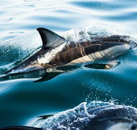 Dolphin Swim Australia - eAccommodation