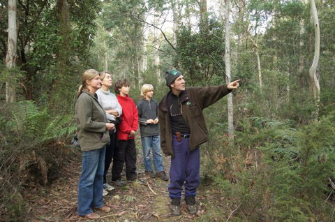Great Western Tiers Forest Walks Tasmania - eAccommodation 1
