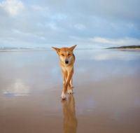 Fraser Island Adventure Tours - eAccommodation