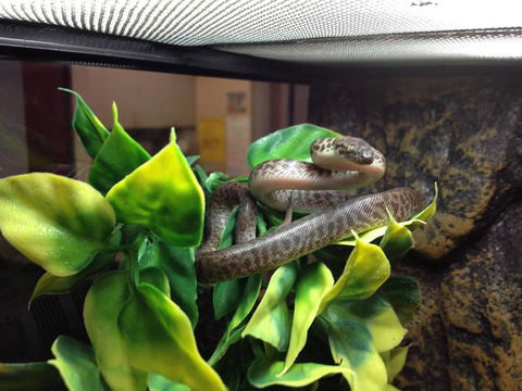 Pets Wonderland - eAccommodation 3