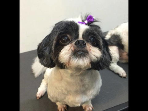 Pets Wonderland - eAccommodation 4