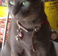 Pets and Saddles - eAccommodation