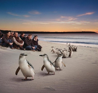 Down Under Thrills - eAccommodation