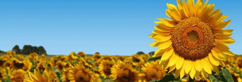 Quirindi Grain And Produce - eAccommodation 2