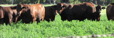 Quirindi Grain And Produce - eAccommodation 3