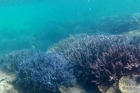 Abrolhos Island Half Day Fly And Flipper - eAccommodation 1