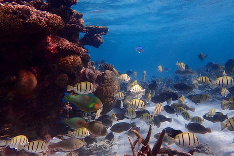 Lagoon Explorer - Ningaloo Reef Full-Day Kayaking And Snorkeling Adventure - eAccommodation 6