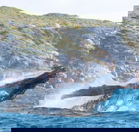 Jet Boat Whale Watching Safari from Dunsborough - eAccommodation