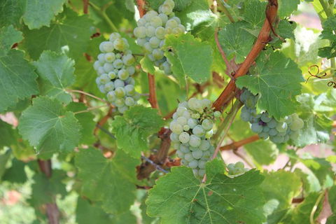 Margaret River Small-Group Full-Day Wine & Food Tour - eAccommodation 20