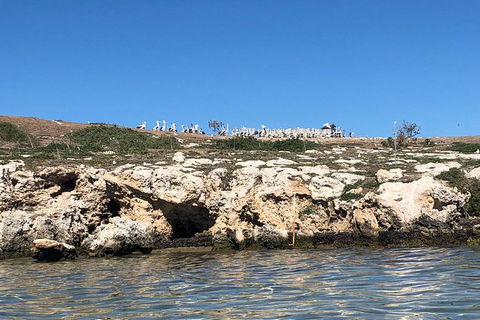 Penguin Island And Fremantle - Canoe, Chocolate & Coffee - eAccommodation 10