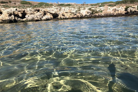 Penguin Island And Fremantle - Canoe, Chocolate & Coffee - eAccommodation 5