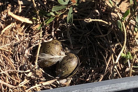 Penguin Island And Fremantle - Canoe, Chocolate & Coffee - eAccommodation 13