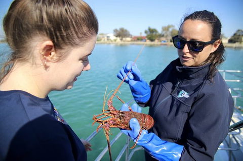Mandurah Dolphin And Scenic Marine Cruise - eAccommodation 8