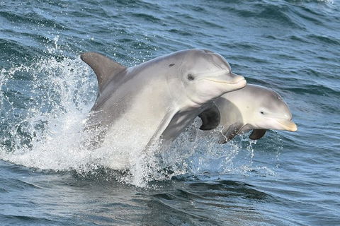 Mandurah Dolphin And Scenic Marine Cruise - eAccommodation 12