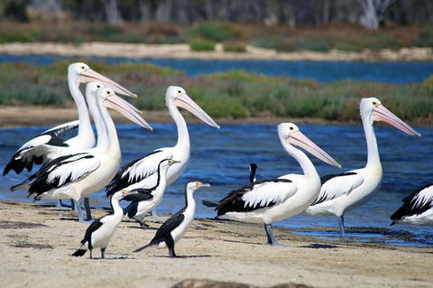 Mandurah Dolphin And Scenic Marine Cruise - eAccommodation 7