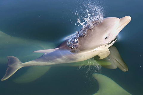Mandurah Dolphin And Scenic Marine Cruise - eAccommodation 4