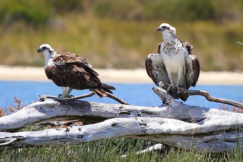 Mandurah Dolphin Island Adventure - eAccommodation 4