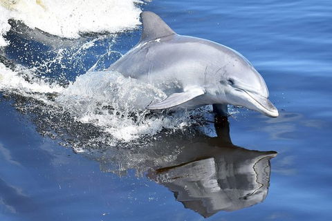 Mandurah Dolphin Island Adventure - eAccommodation 14
