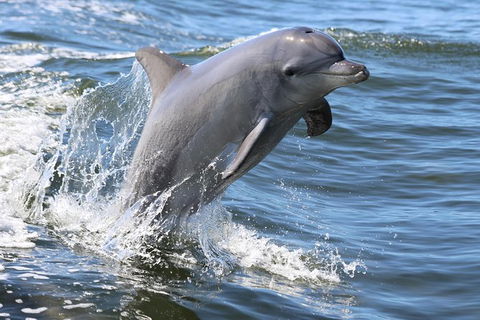 Mandurah Dolphin Island Adventure - eAccommodation 11