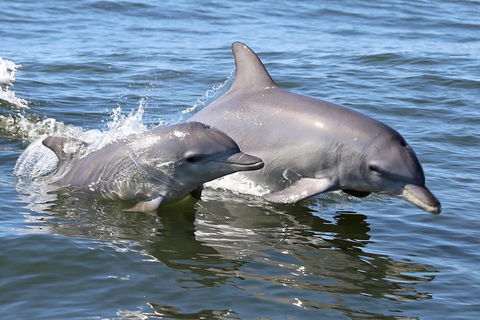 Mandurah Dolphin Island Adventure - eAccommodation 6