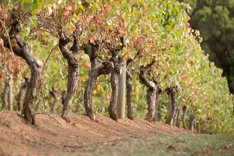 Vasse Felix Winery Tour And Tasting - eAccommodation 3