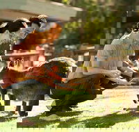 Very Best of Perth Tour - Wildlife Park  City Highlights Tour - eAccommodation