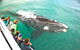 Augusta Whale Watching Eco Tour - thumb 7