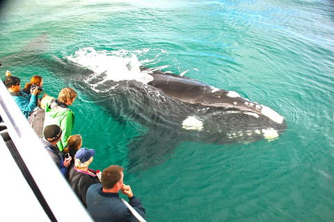 Augusta Whale Watching Eco Tour - eAccommodation 7